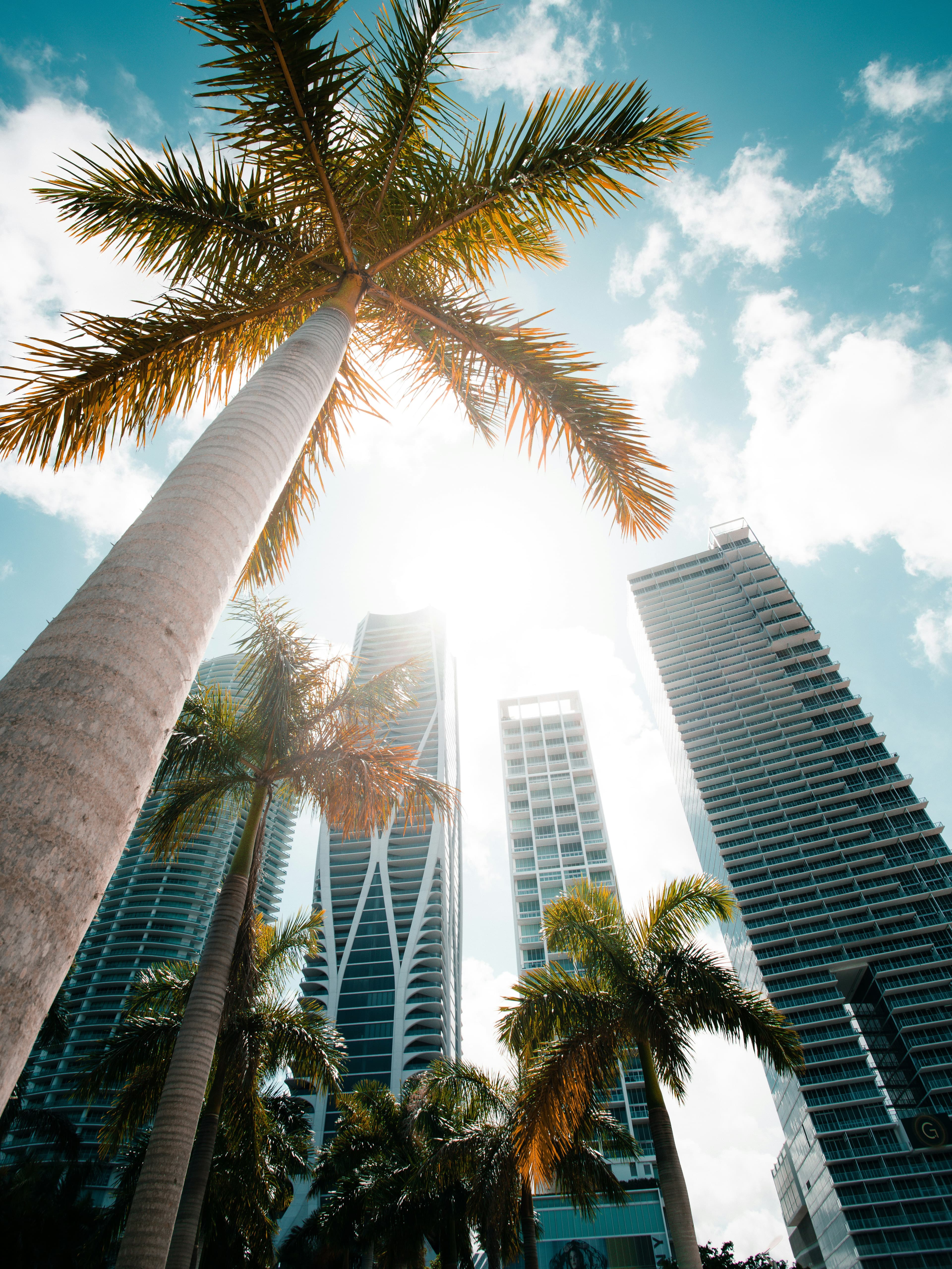 Miami skyline and palm trees